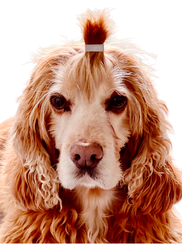sticker slap epic pictures pro tools epixpro EpixPro